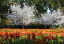 Dallas Arboretum’s Hundreds of Cherry Blossom Trees  Are Beginning to Bloom