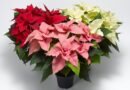 Buy Your Holiday Poinsettias to benefit AWARE