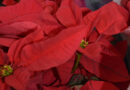 Deadline Dec. 3: Buy Your Holiday Poinsettias to benefit AWARE