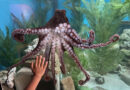 Giant Pacific Octopus: The Children’s Aquarium Dallas at Fair Park has a new resident.