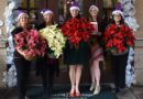 <strong>Buy Your Holiday Poinsettias to benefit AWARE</strong>